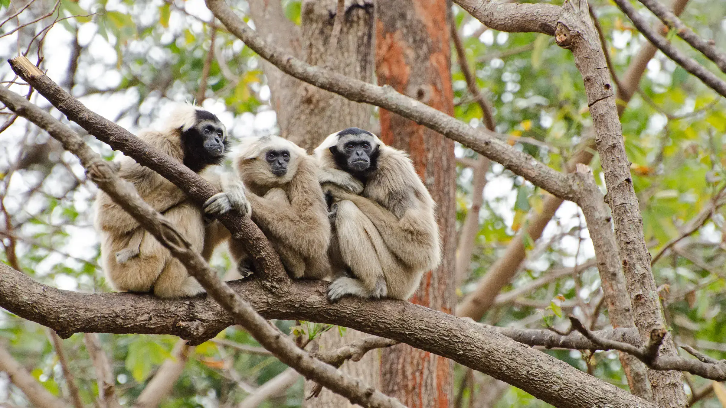 Vista aérea de la zona económica especial de Royal Group en Botum Sakor, junio de 2023.