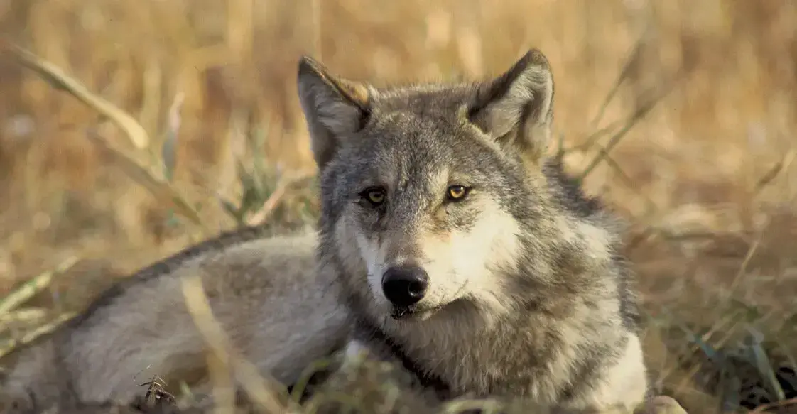 Un lobo gris con collar GPS del Lassen Pack en California.