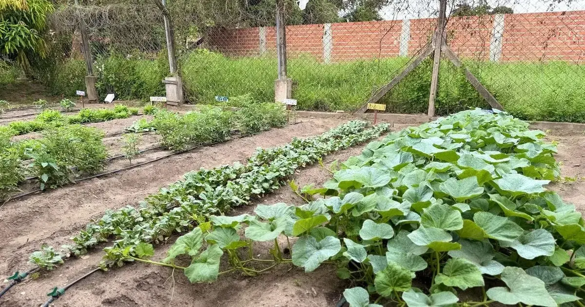 El huerto también funcionará como un espacio formativo.