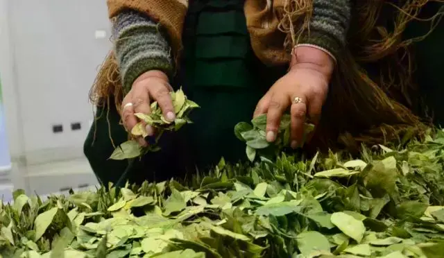 Referencial de hoja de coca