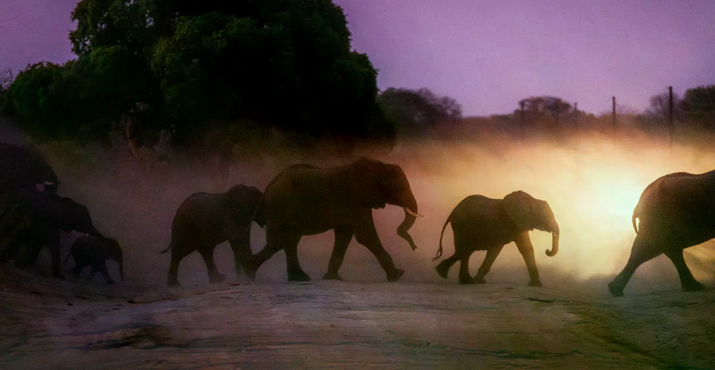 Elefantes cruzan una carretera en Zambia rumbo al río Zambezi.