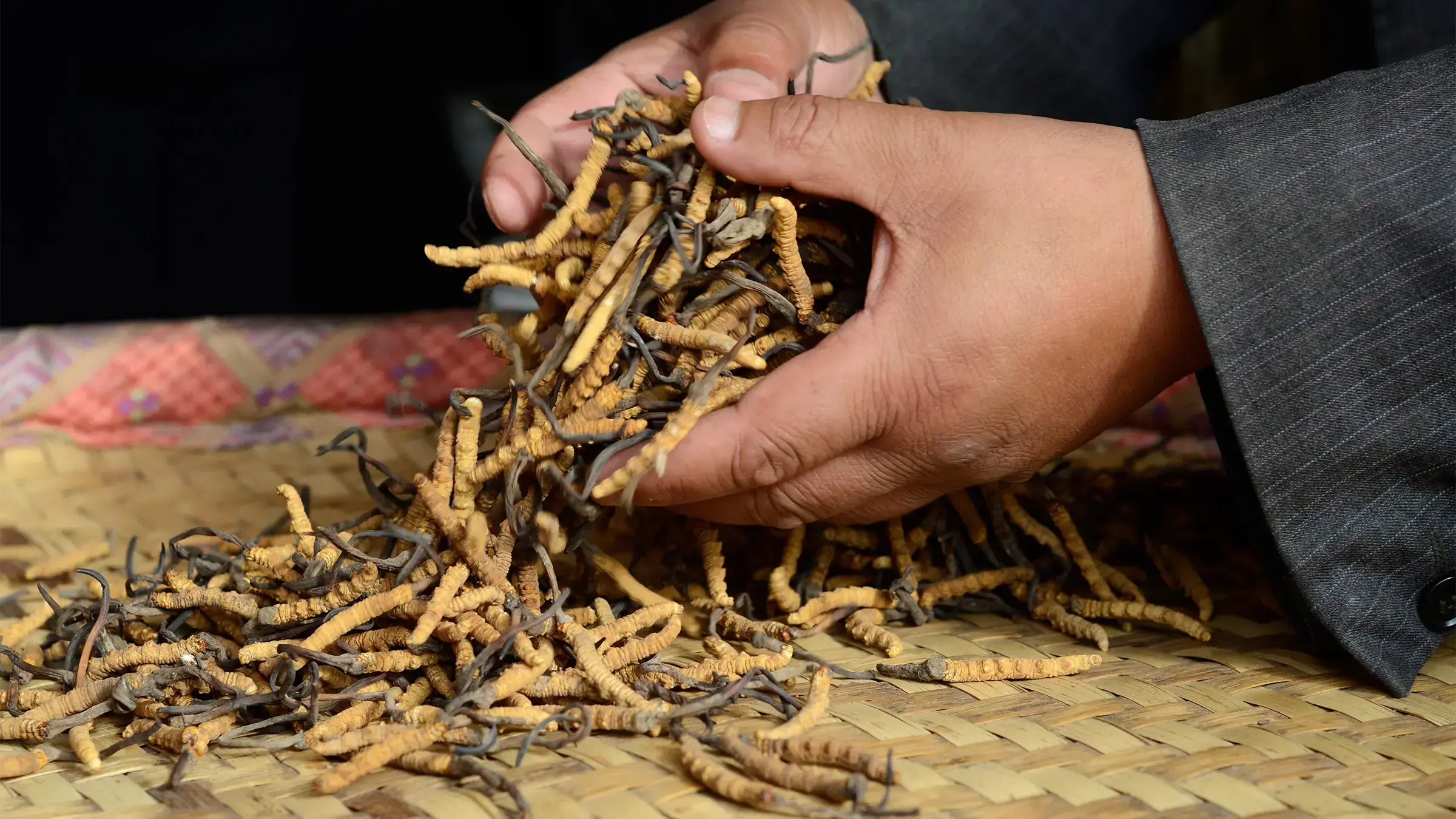 Un curandero tradicional muestra especies de plantas medicinales amenazadas en el Himalaya.