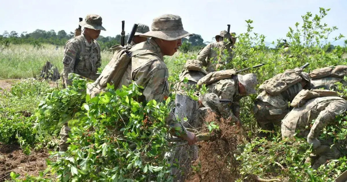 Erradicación de cultivos de coca ilegal.