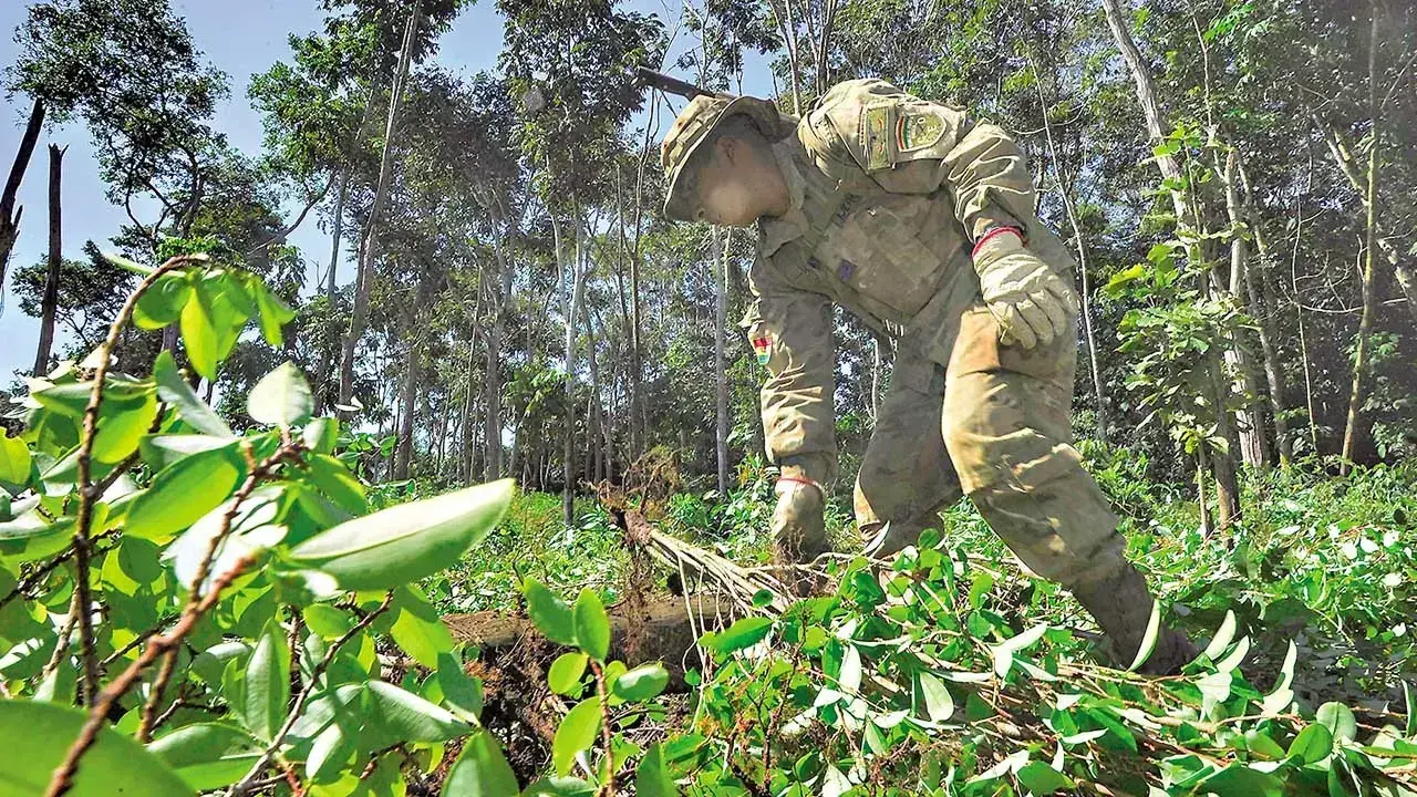 Erradican hojas de coca ilegales en el Parque Nacional Amboró.