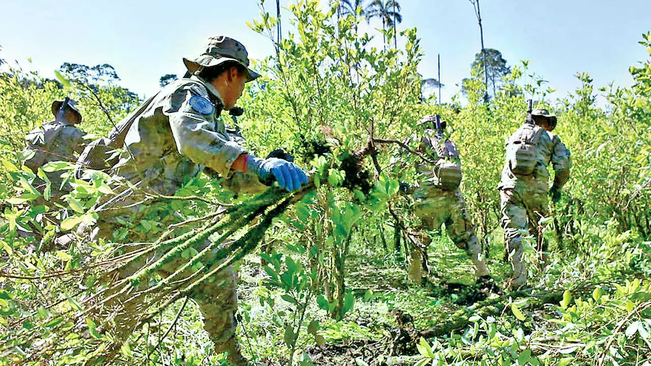 Militares trabajan en la erradicación de plantas de coca.
