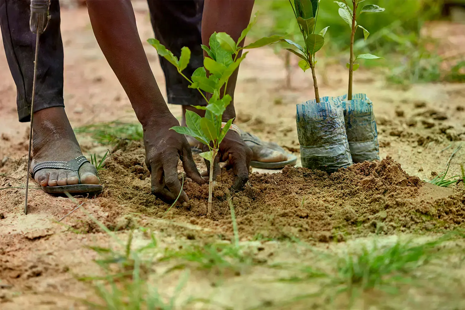 Un corredor forestal plantado por la comunidad local como parte del proyecto "Corredores para la Vida" del IPÊ en el Bosque A