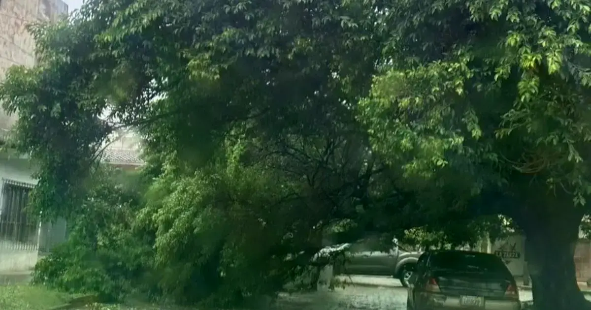 Uno de los árboles caídos la mañana de este martes.