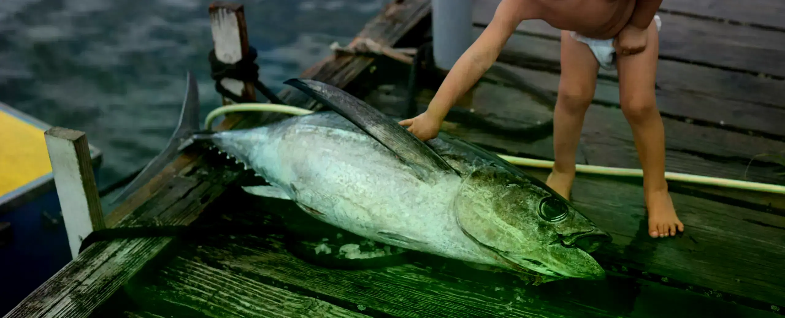 Un niño toca un atún albacora recién capturado en Tahití, Polinesia Francesa.