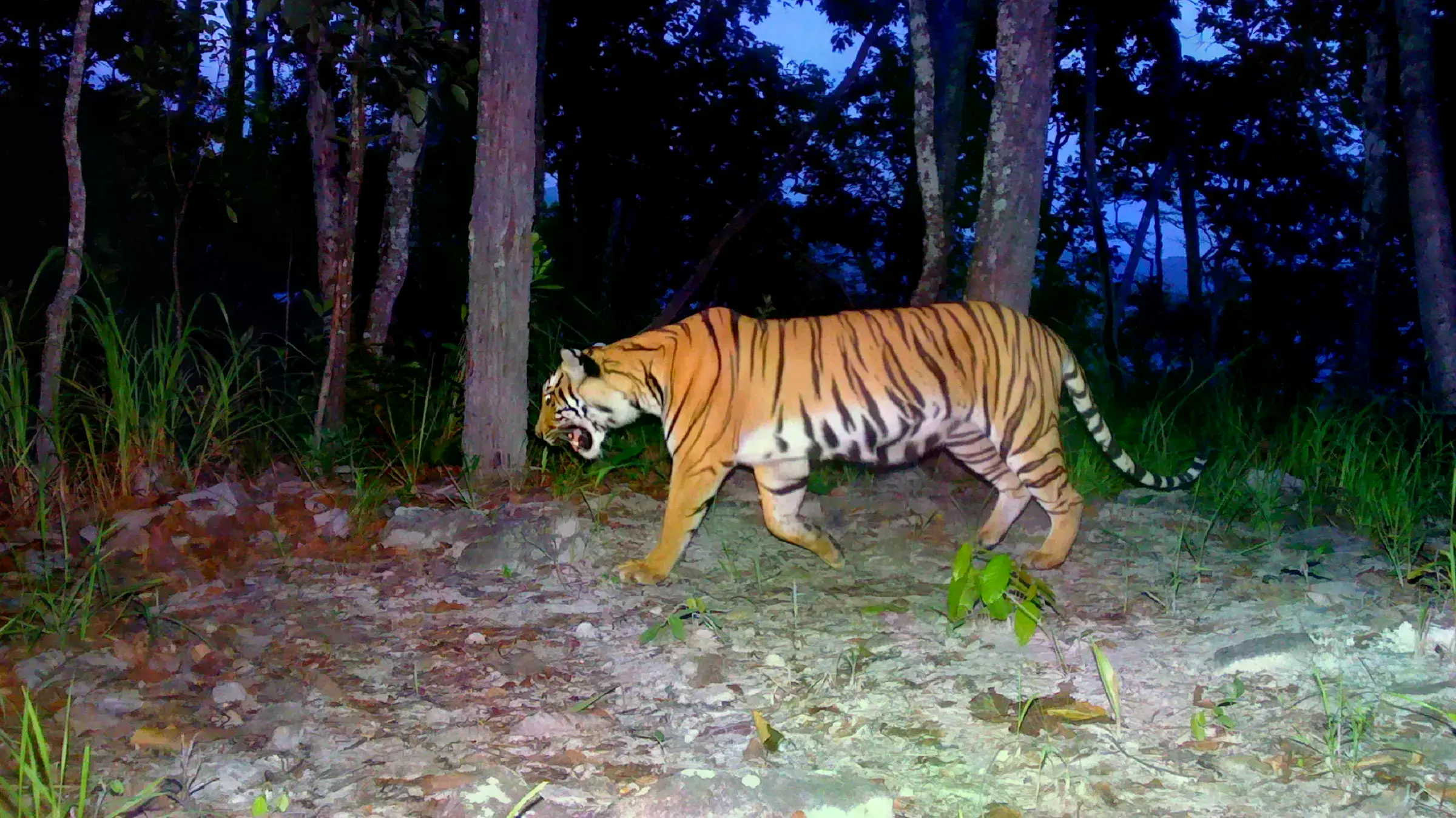 Un tigre indochino captado por una camara trampa en el Area de No Caza de Si Sawat.