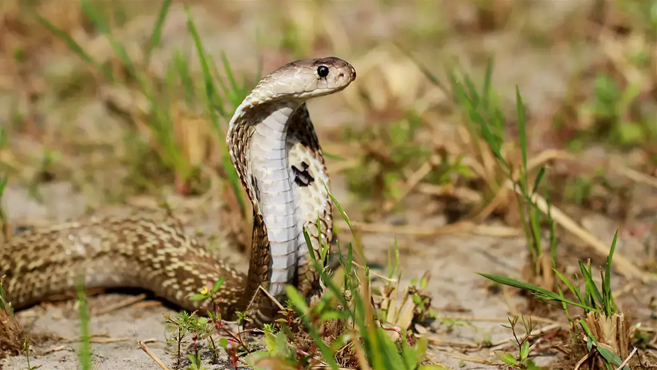 Una cobra de anteojos rescatada en Dhaka.