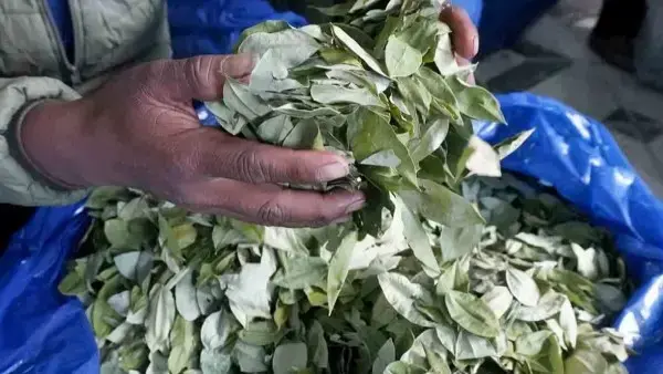 Comercialización de la hoja de coca.