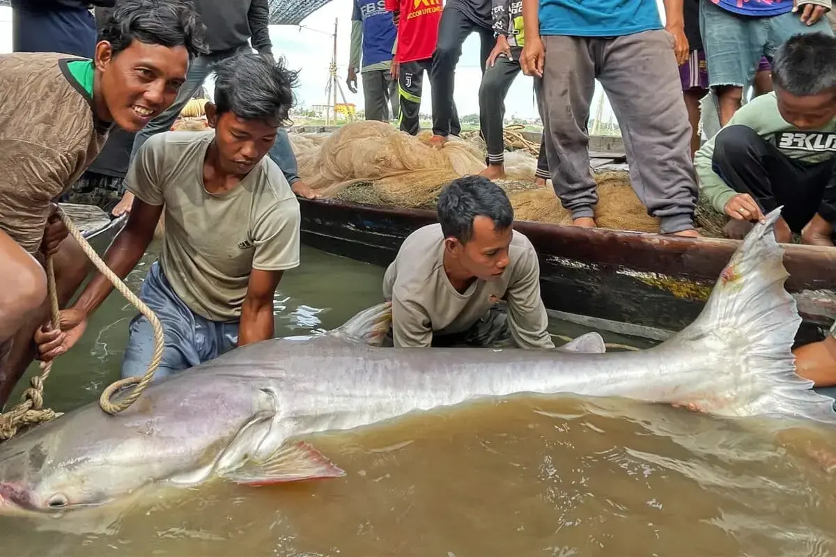 Aldeas flotantes en el lago Tonle Sap, Camboya, que dependen del pulso anual de inundaciones.