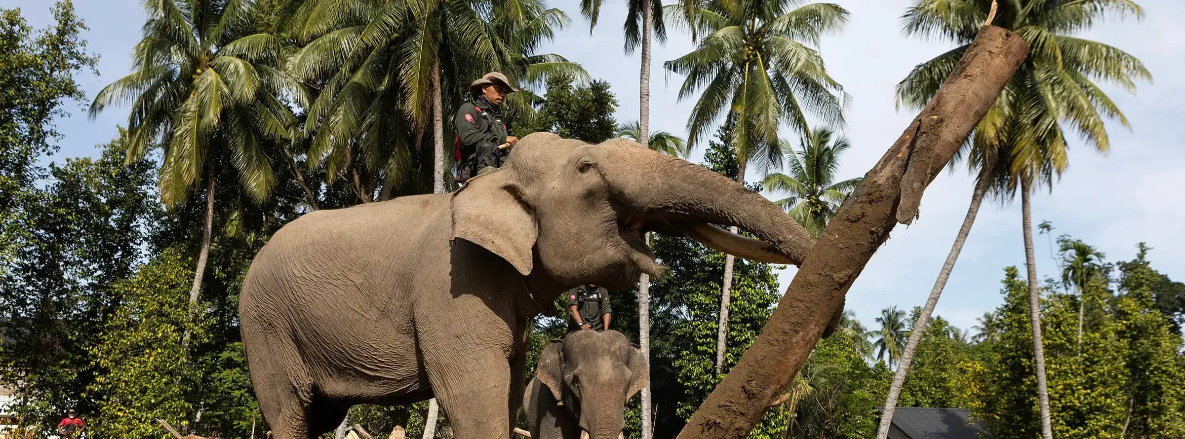 Un elefante de Sumatra ayuda a transportar troncos tras las inundaciones en Aceh.
