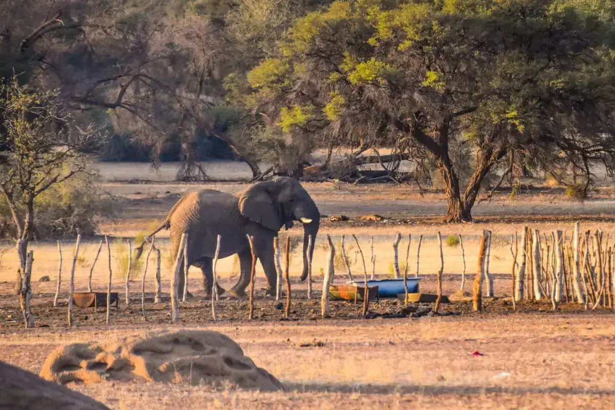 Un elefante con un collar GPS cerca del Parque Nacional Hwange, Zimbabue.