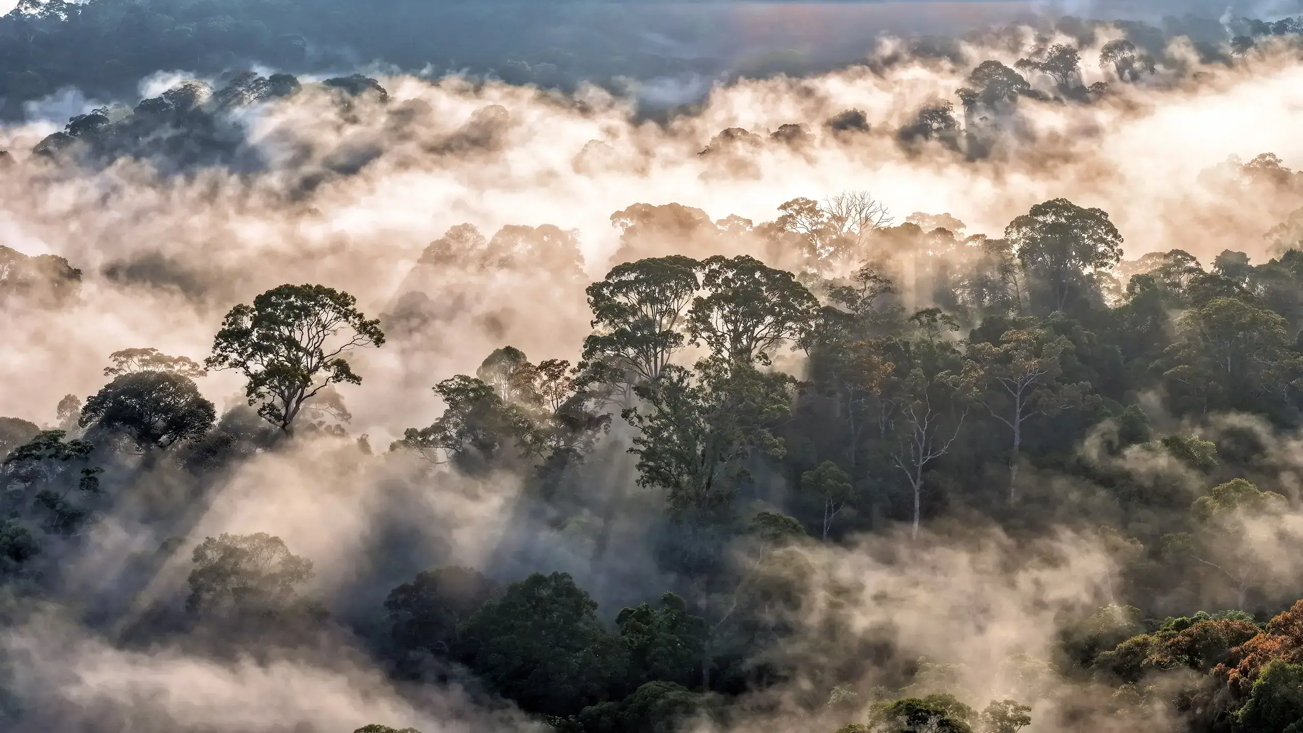 Bosque tropical en Brunéi.