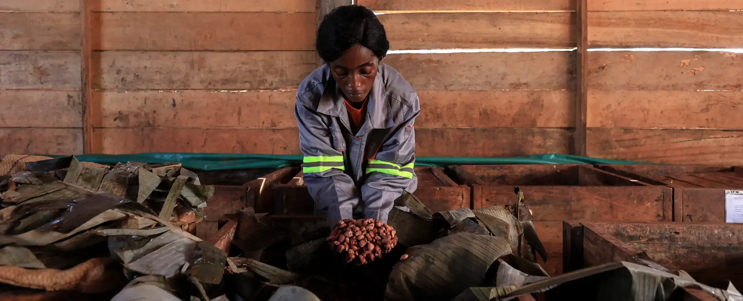 Un agricultor de cacao inspecciona la fermentación de los granos en Lembe Yezoum, Camerún.