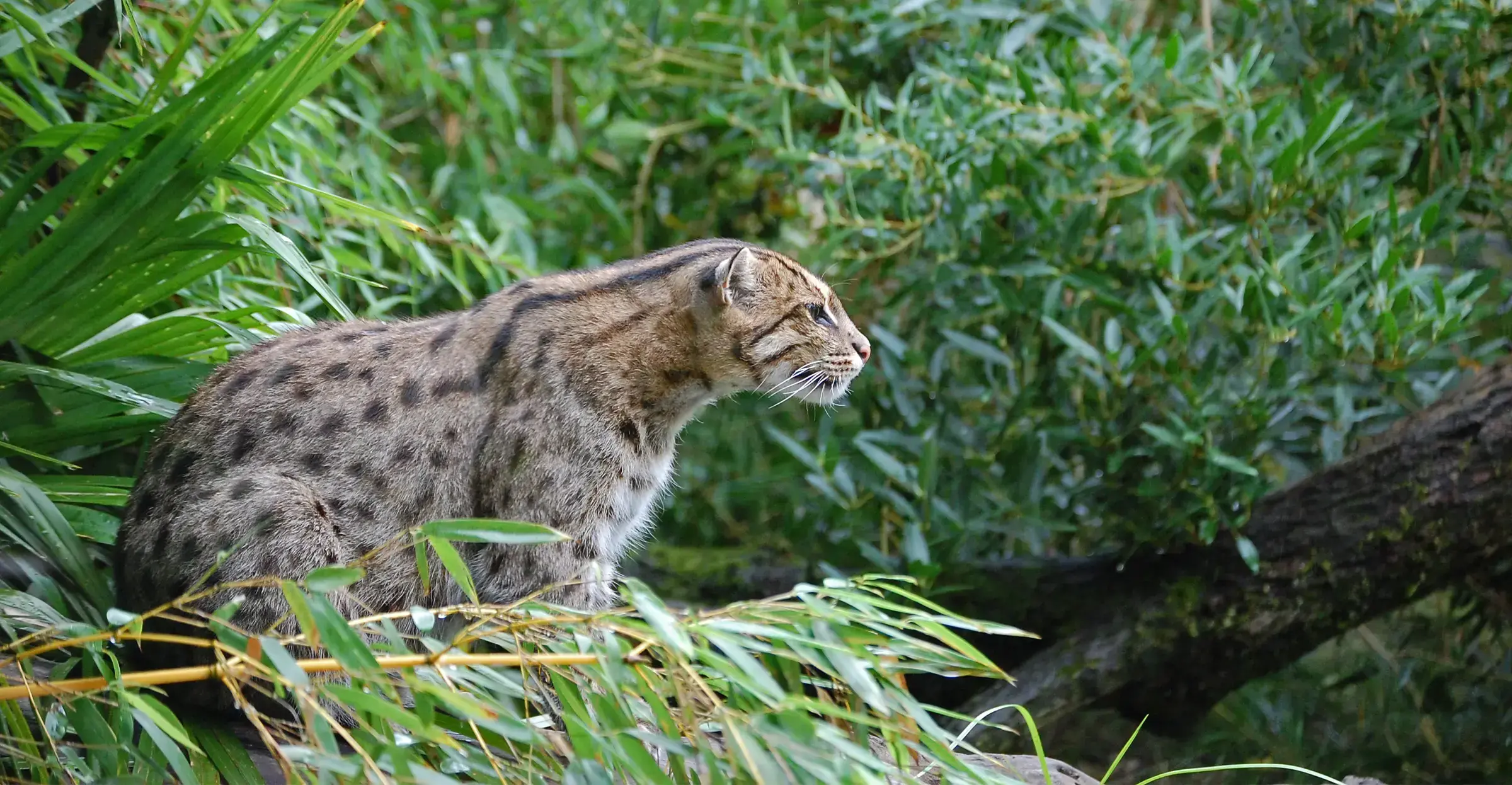 Un gato pescador (Prionailurus viverrinus).