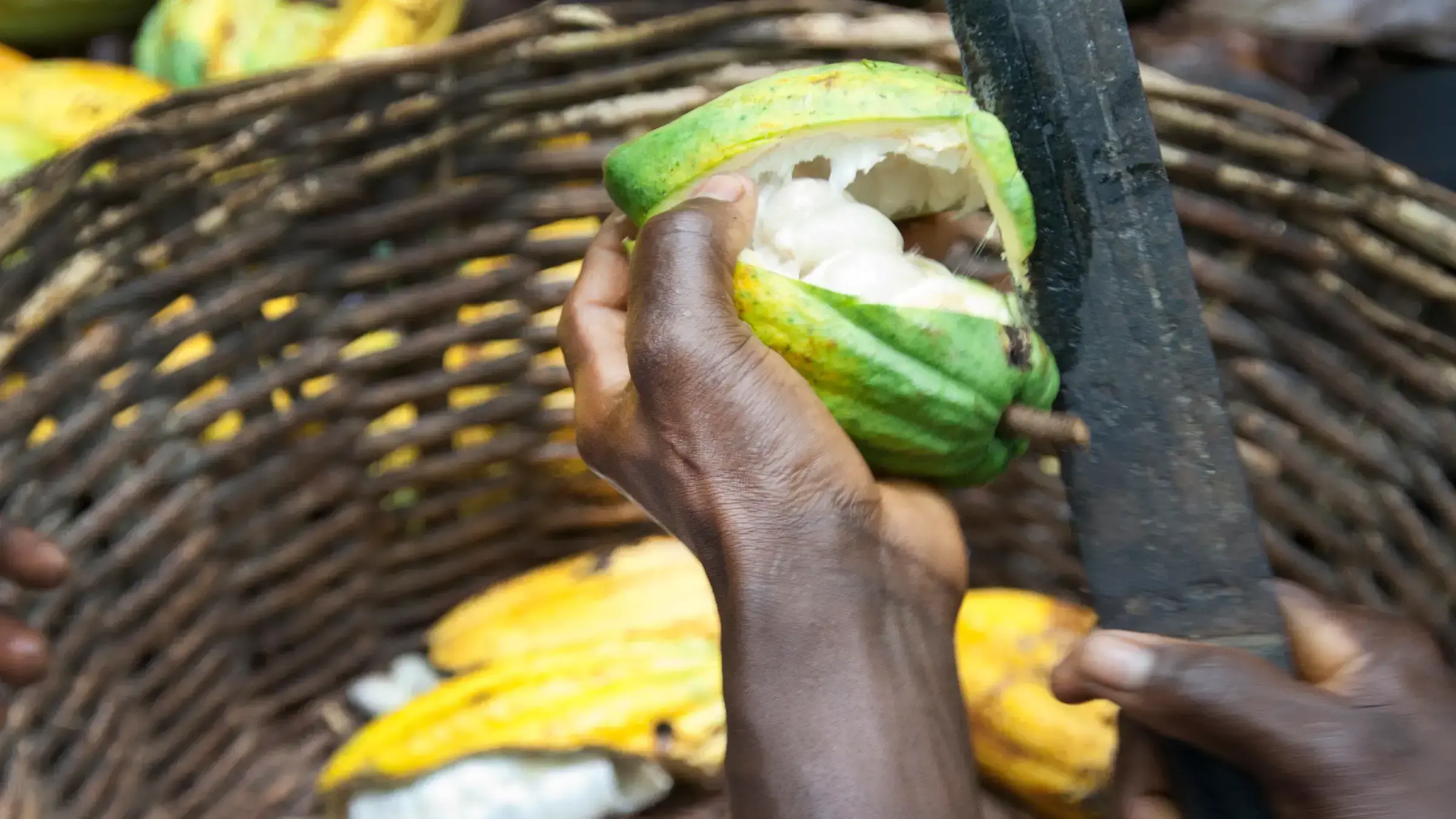 Un miembro de Rainforest Alliance durante una sesión de formación con pequeños agricultores en Ghana.