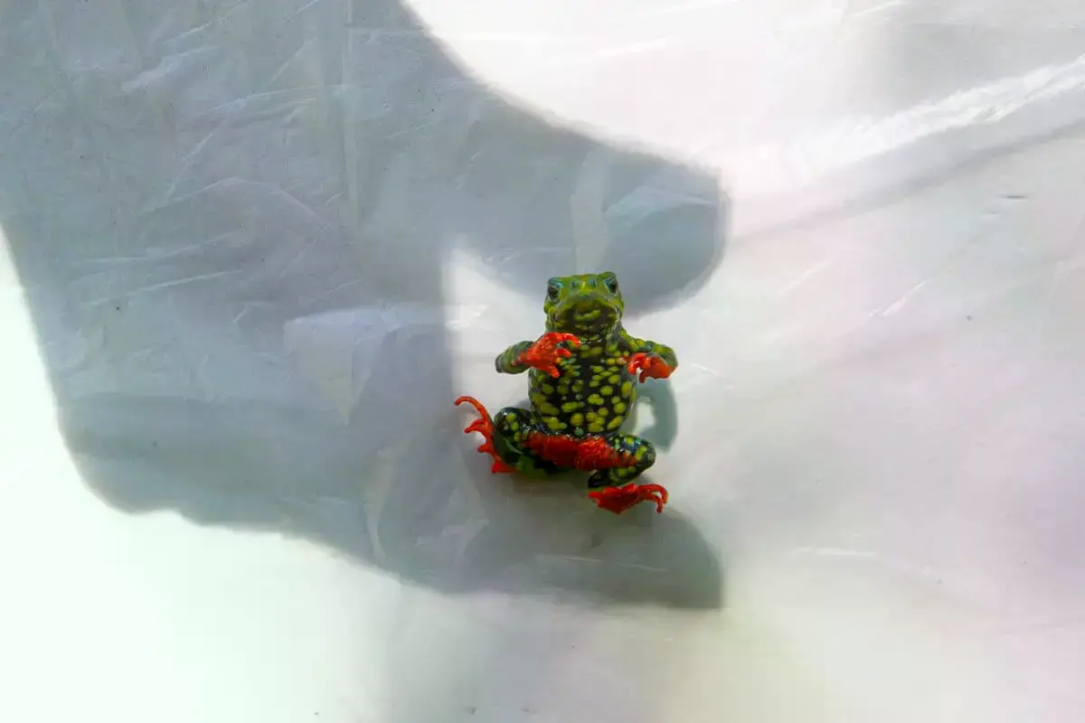 Investigadora Michelle Abadie con el sapo admirable de vientre rojo.