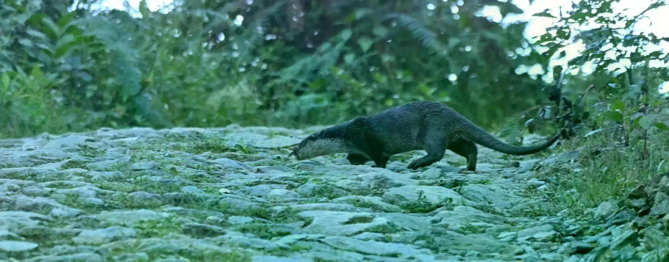 Una nutria asiática de garras pequeñas rescatada en Dadeldhura, Nepal.