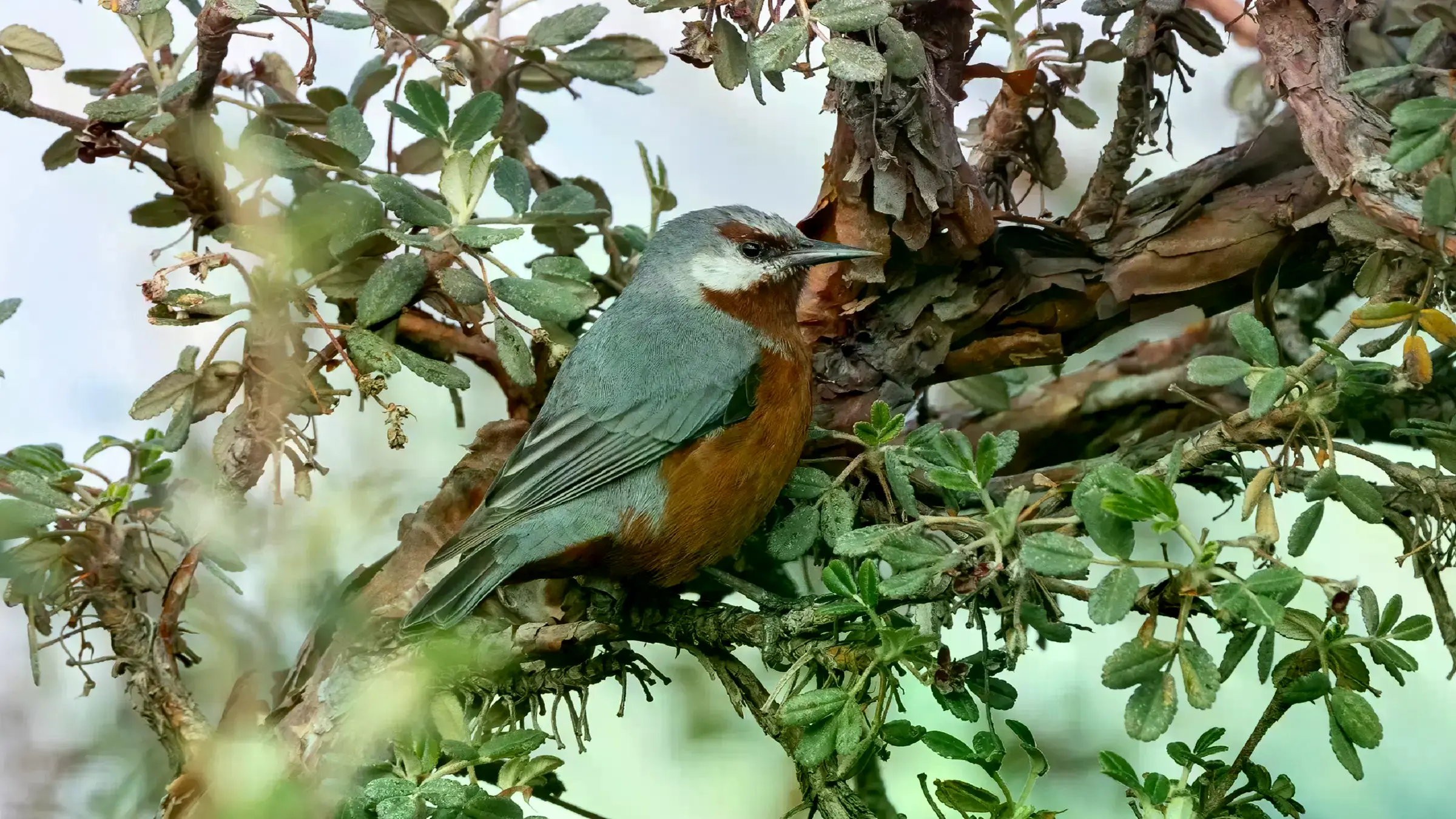 Un bosque de Polylepis restaurado en el distrito de Aquia, Peru.