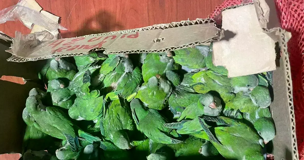 Las aves fueron trasladadas en pequeñas cajas de cartón.