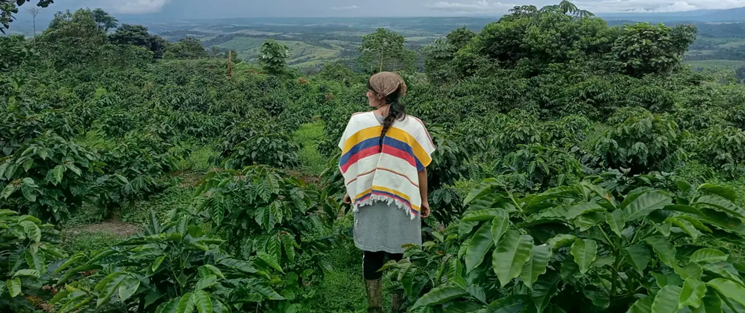 Un ingeniero agrónomo asiste en el monitoreo de la broca del café en una plantación bajo sistema agroforestal.
