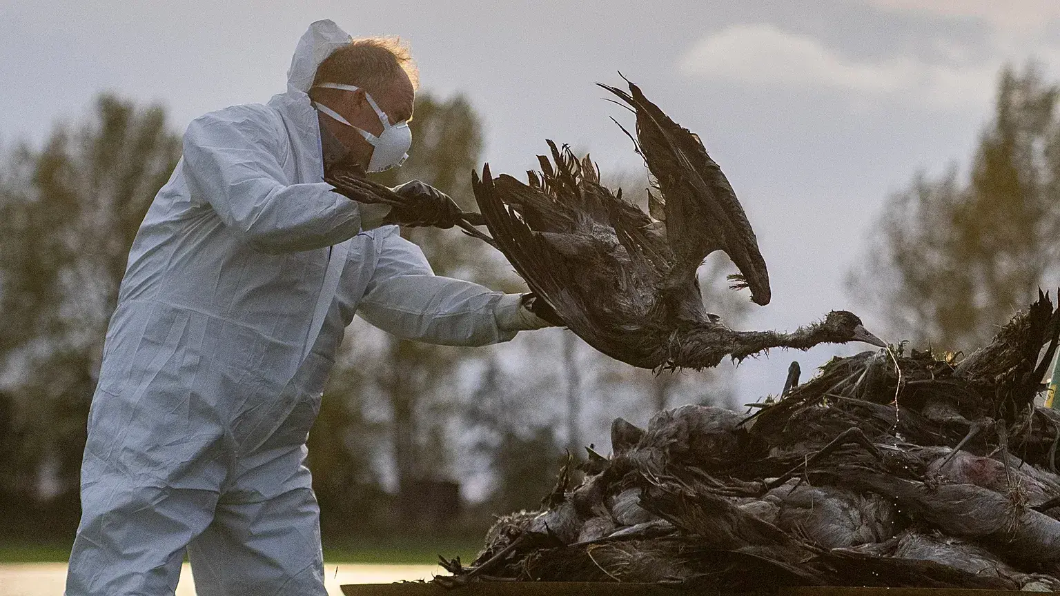 Unos especialistas inspeccionan otro foco de gripe aviar en Alemania este mismo otoño.