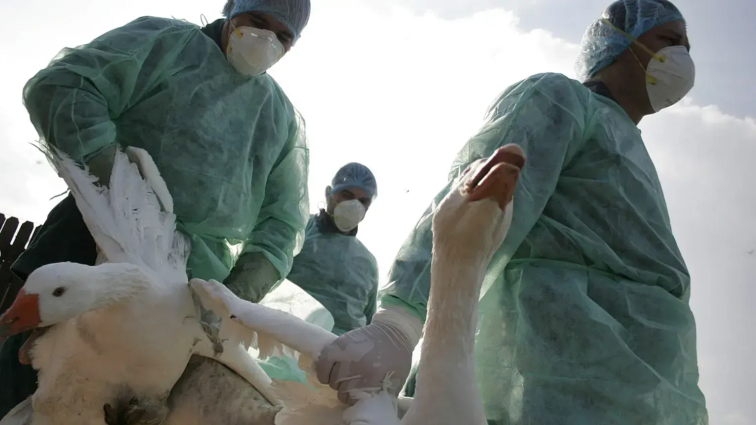 Trabajadores sanitarios transportan aves domésticas antes de sacrificarlas.