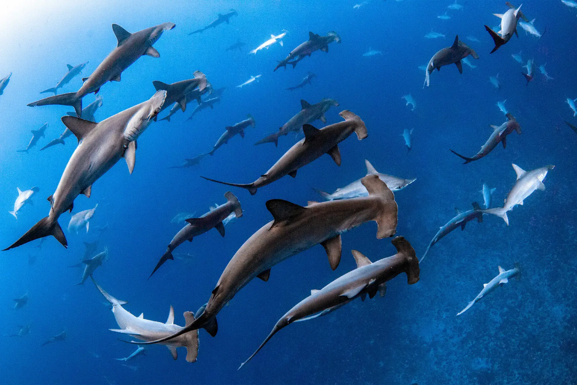 Un arrastrero en Turquia.