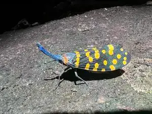 Una fulgoromorfa (lanternfly) de la India, ejemplo de las miles de nuevas especies de insectos descritas anualmente.