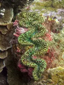 Una variación de color de Tridacna maxima en Fagasa, Samoa Americana.