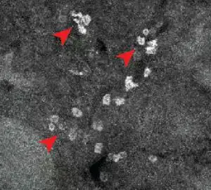 Imagen de fluorescencia que muestra la unión de ibrutinib en el bazo.
