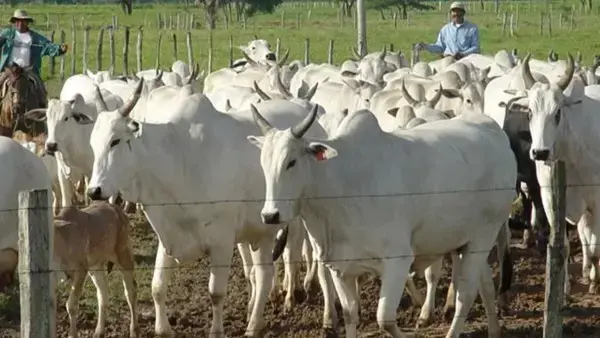 Ganado bovino en Bolivia