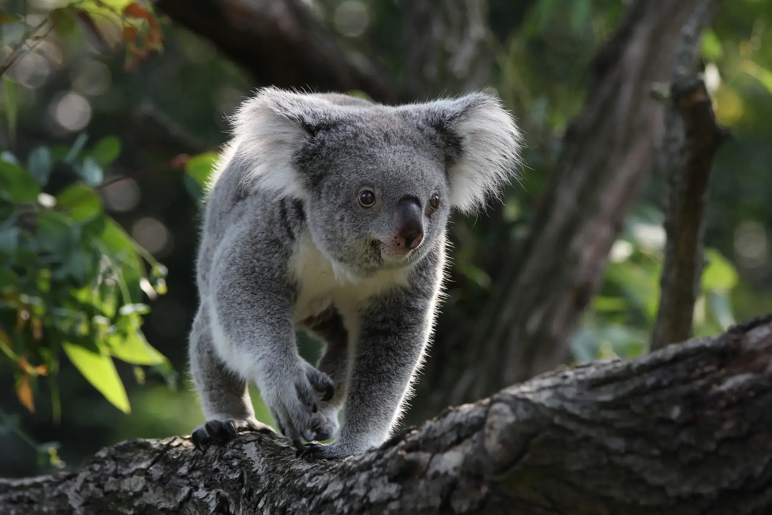 Koala en cautividad.