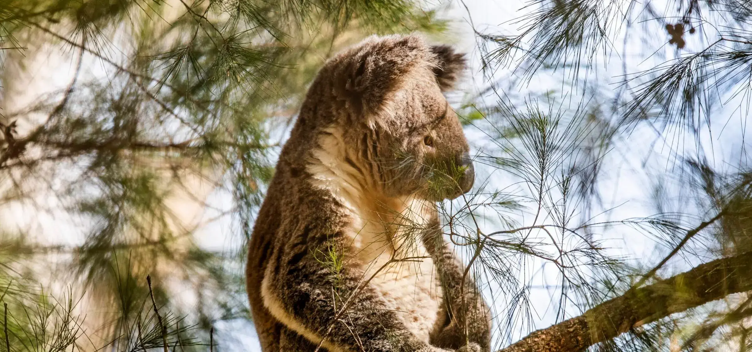 Un koala en tierra Gumbaynggirr dentro de los límites propuestos del Gran Parque Nacional del Koala.