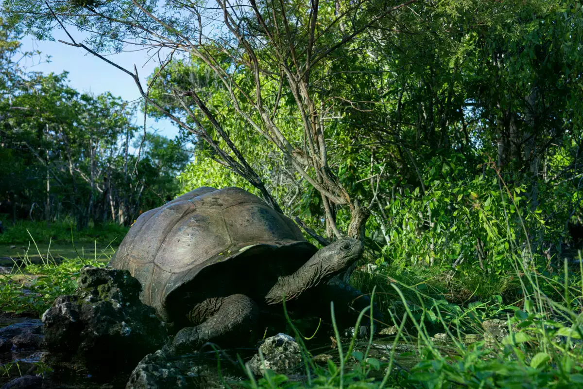 Una tortuga gigante de Aldabra en la pista de aterrizaje de la Isla Assomption.