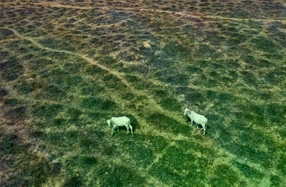 Imagen de satélite que muestra un área de bosque quemado dentro de la reserva.