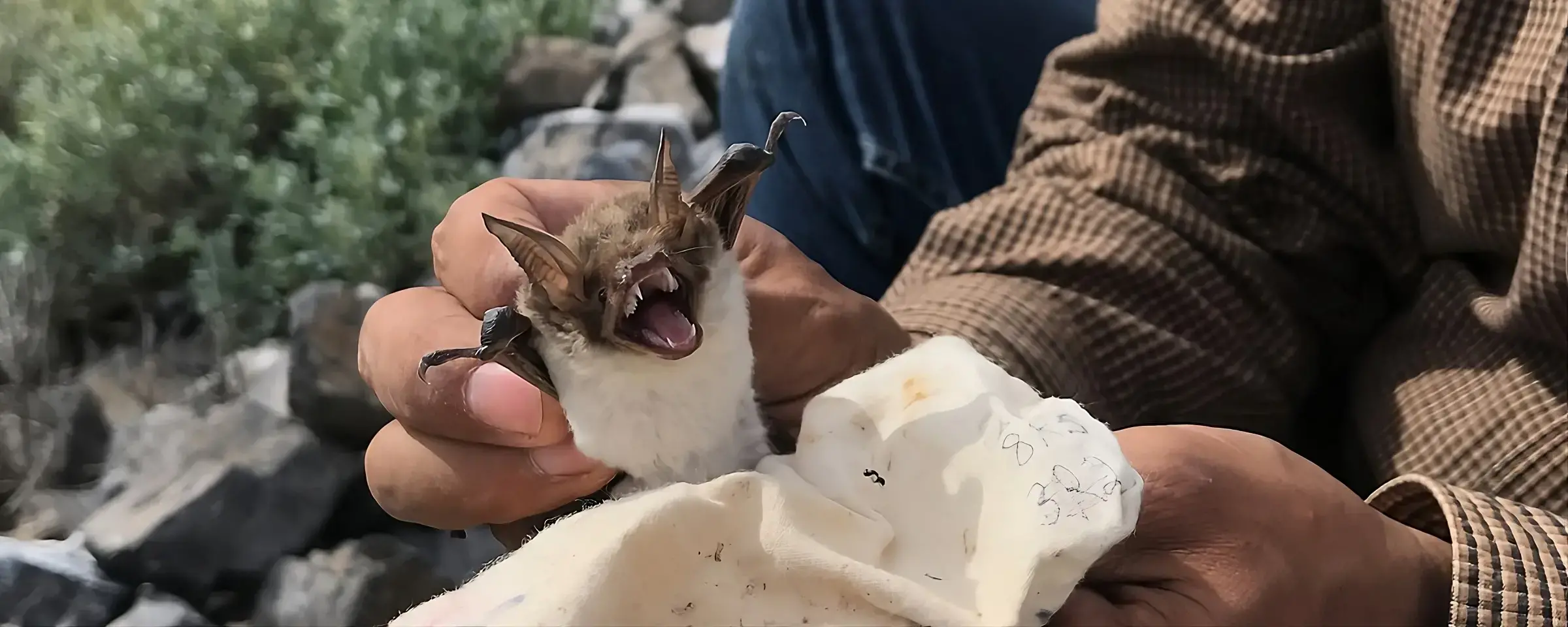 El murciélago pescador (Myotis vivesi) tiene patas largas y garras en forma de gancho para capturar peces.
