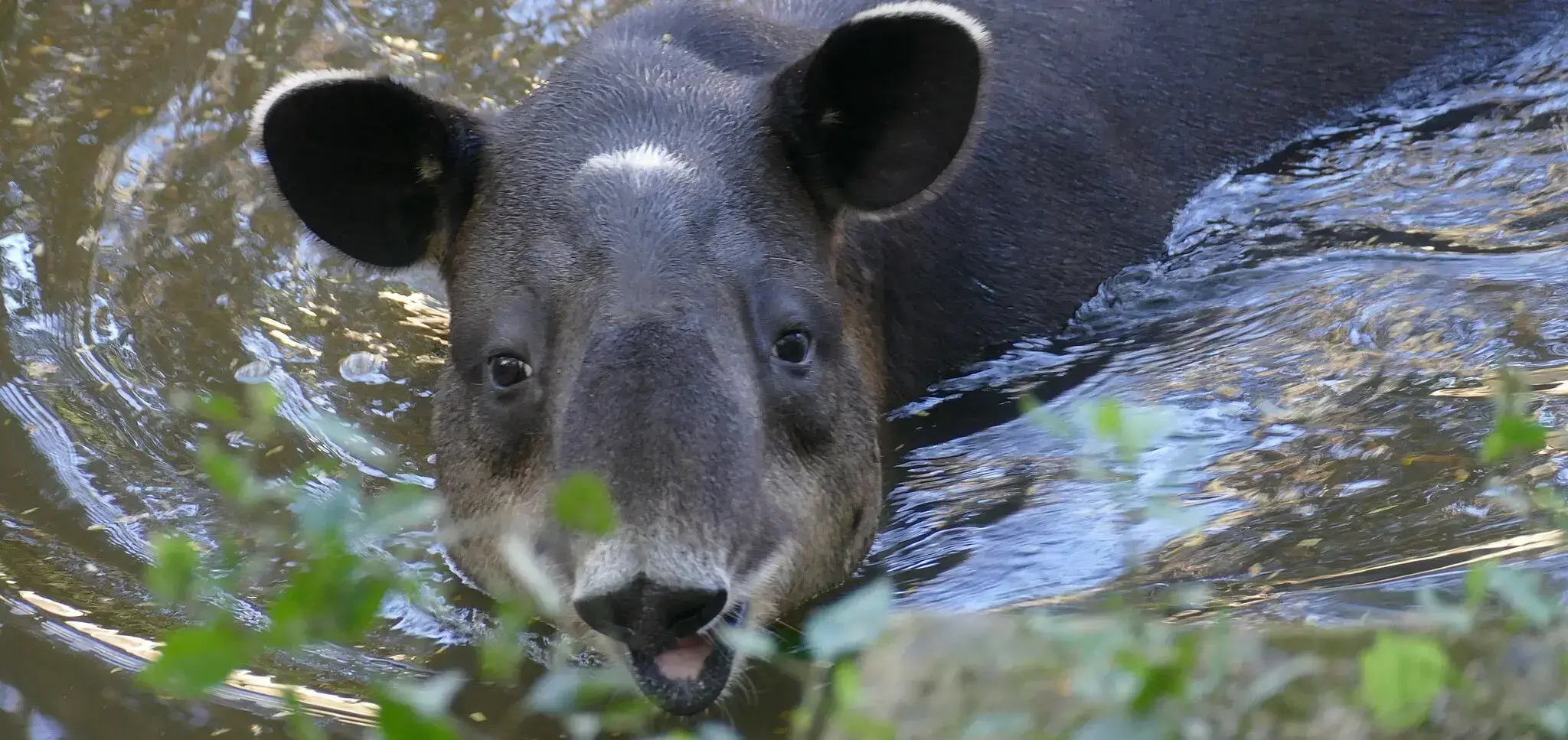Áreas recientemente deforestadas en la Reserva de la Biosfera Bosawás, abril de 2025.