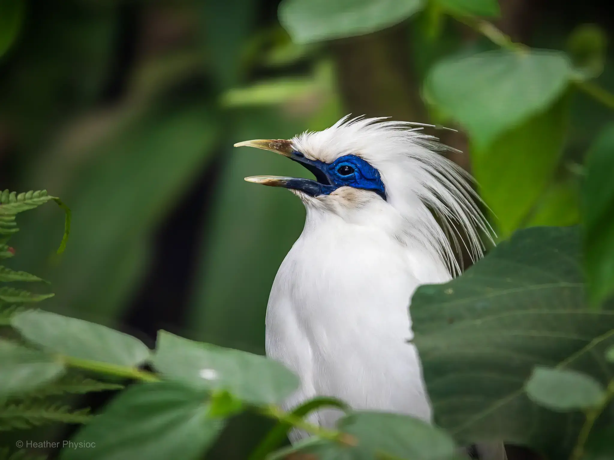 Un estornino de Bali canta mostrando su llamativa piel facial azul cobalto.