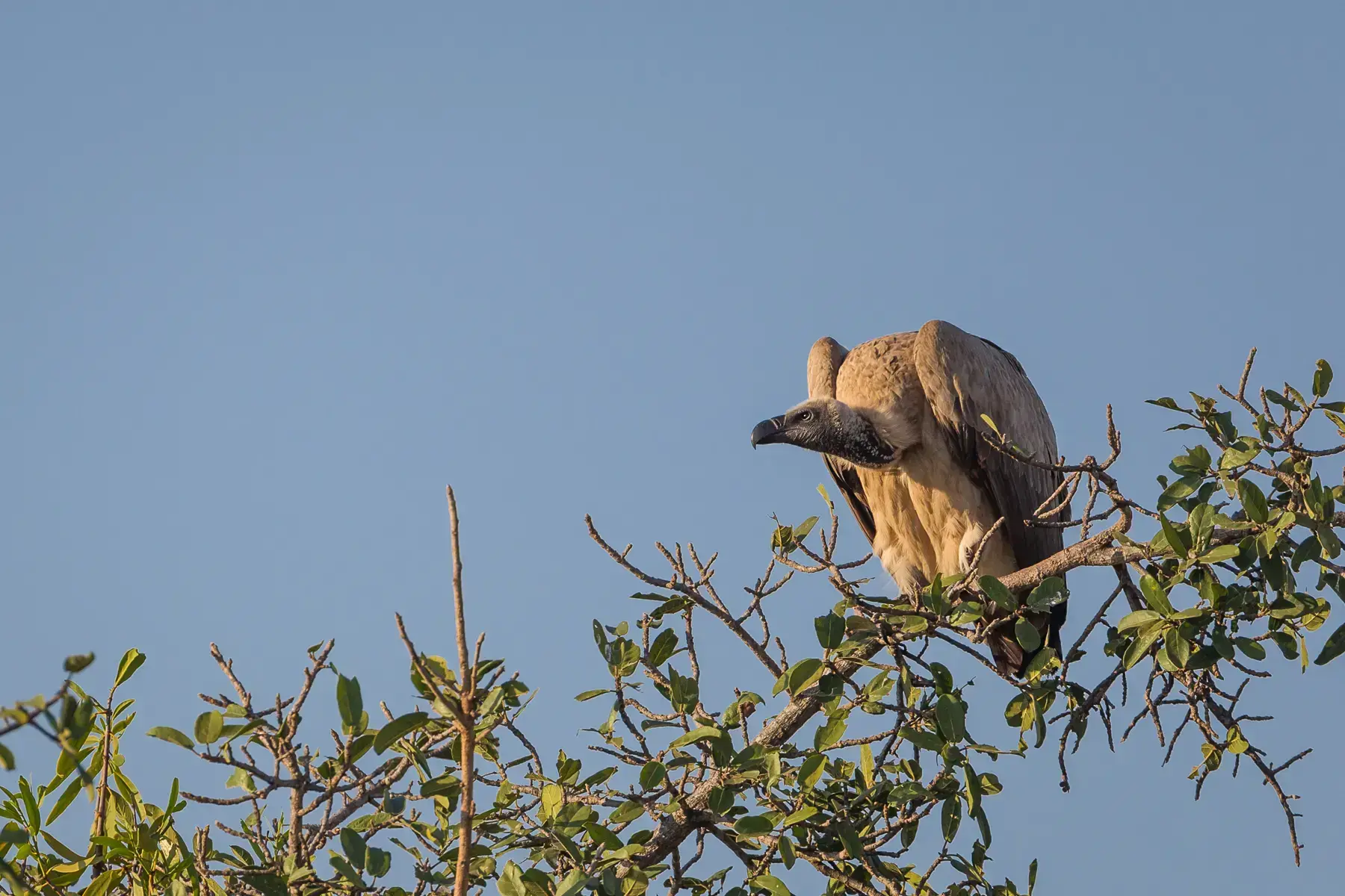 Más de 100 buitres, incluidos buitres del Cabo, murieron envenenados en el Parque Nacional Kruger en mayo de 2025.