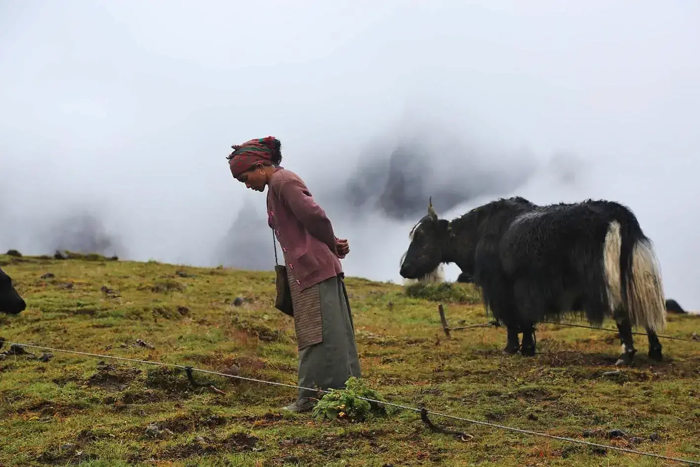 Paisaje de pastos para yaks en la región de Lungbasamba, Nepal.