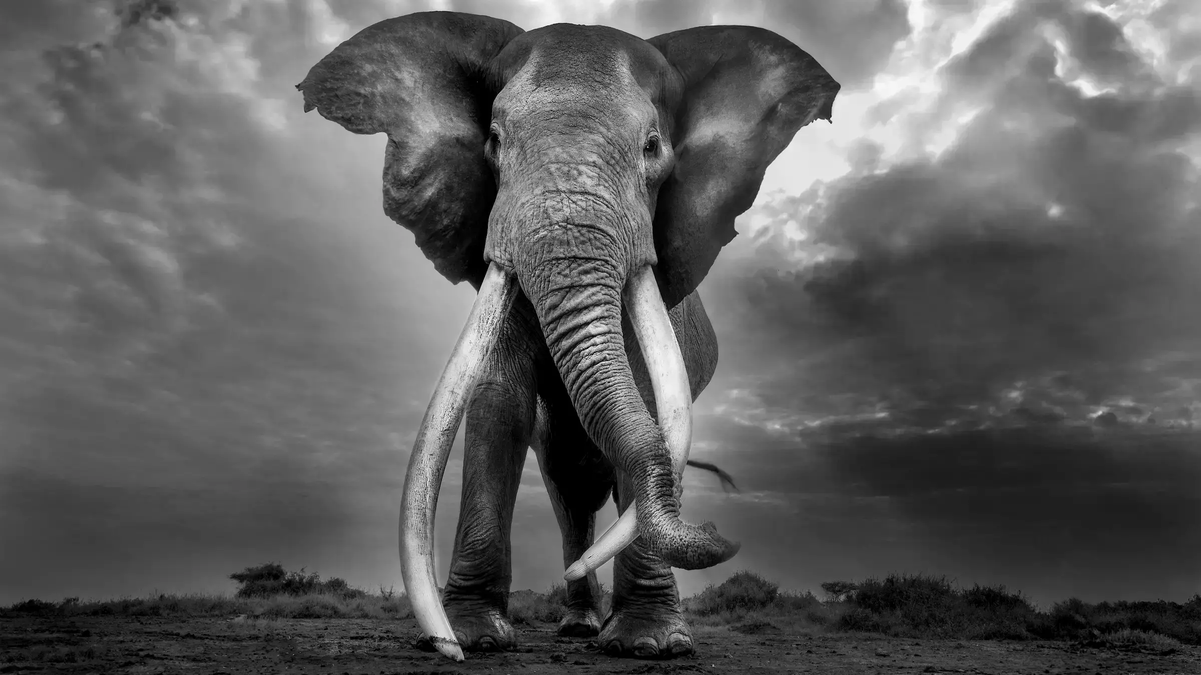 Craig, el elefante super colmillo, en Kenia.