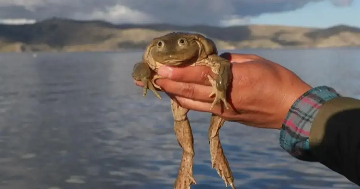 Científicos de varios países estudian la emblemática rana del lago Titicaca