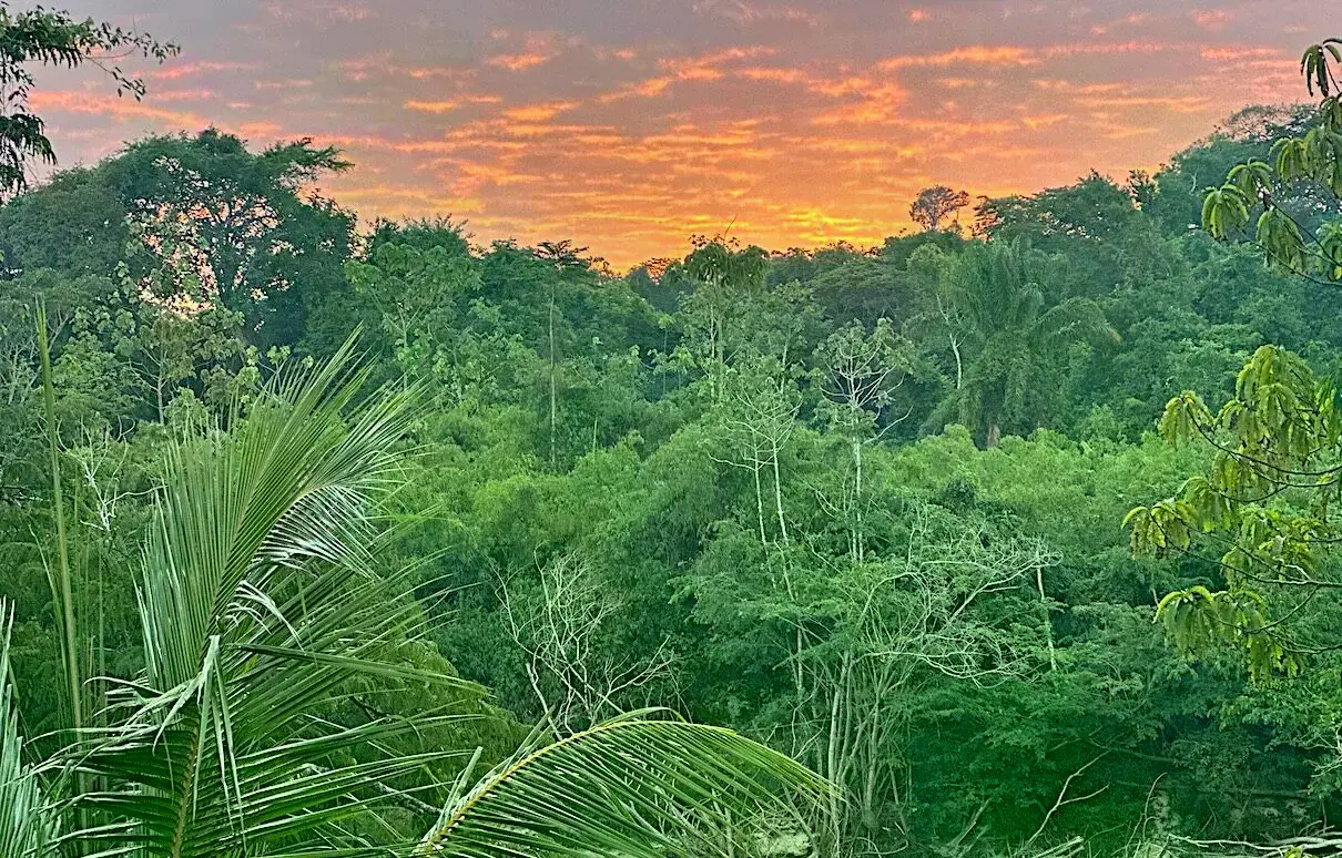Selva tropical y río en Surinam.