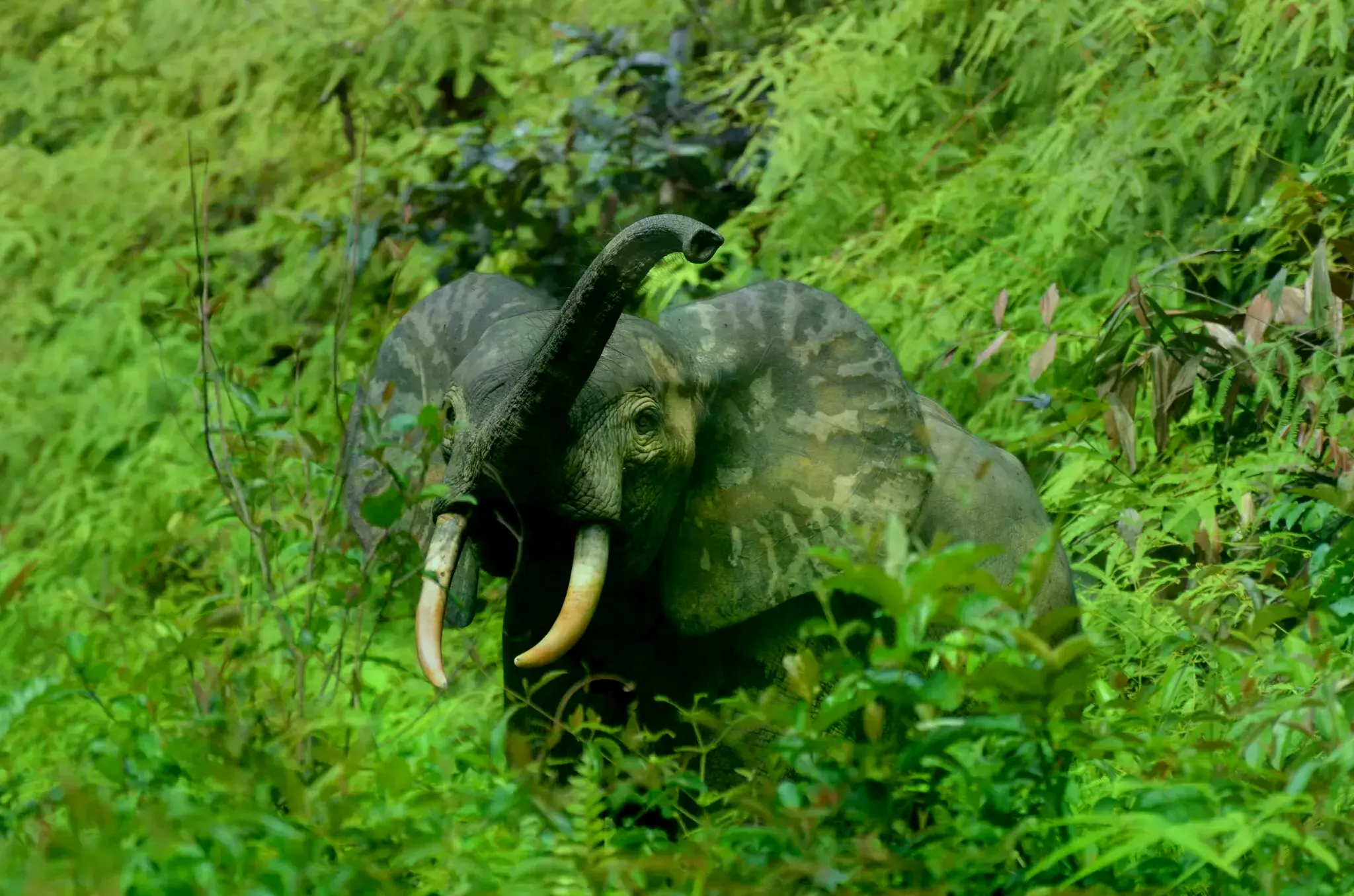 Un elefante de bosque con su cría en Gabón.