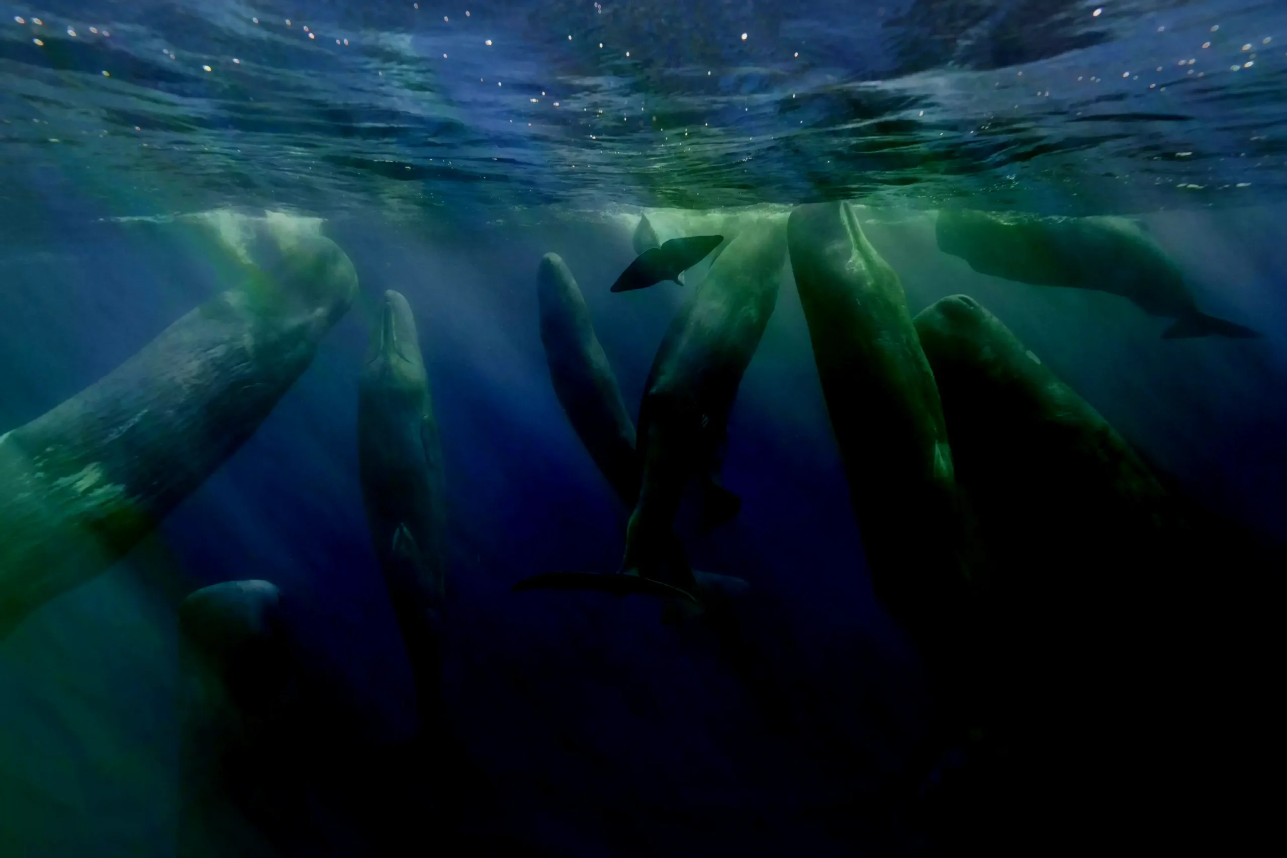 Mantarrayas en las Azores.