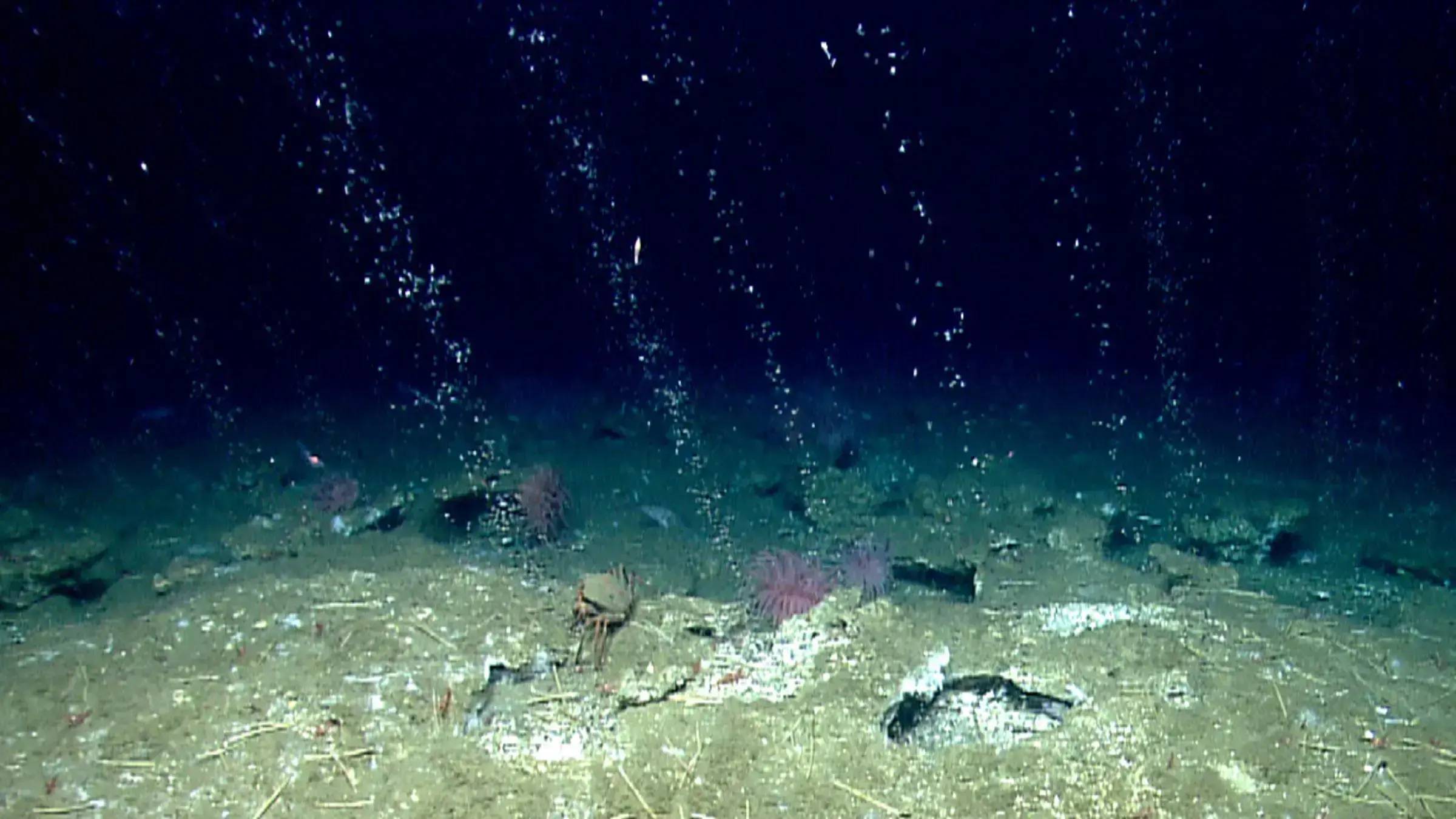 Burbujas de metano fluyendo desde una filtración en el fondo marino frente a Chile.