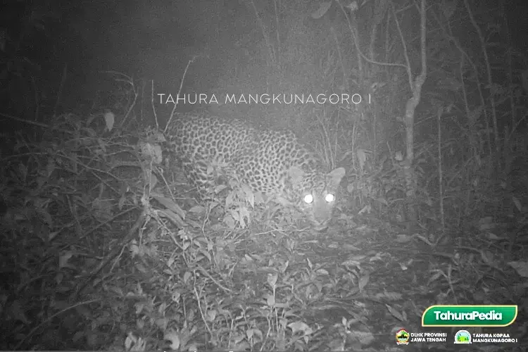 Un leopardo de Java captado por una cámara trampa en el monte Lawu.